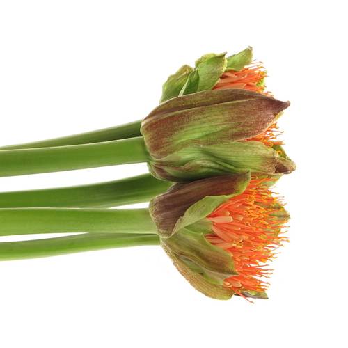Heamanthus orange 70cm
