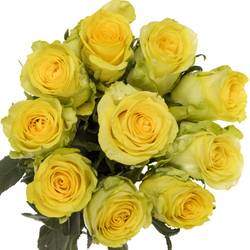 Rose gelb Gold Play 60cm