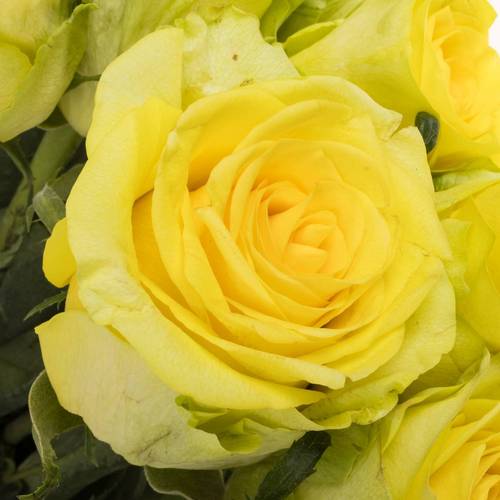 Rose gelb Gold Play 60cm