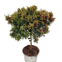 Waxflower weiss Snow Flake T15 H050
