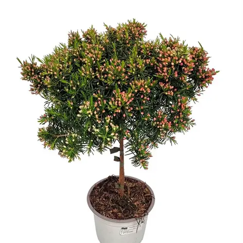 Waxflower weiss Snow Flake T15 H050