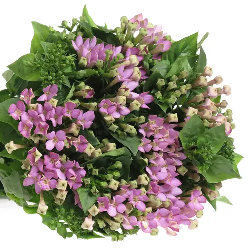 Bouvardie milka Royal Naomi 70cm