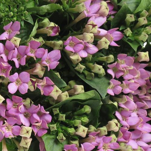Bouvardie milka Royal Naomi 70cm