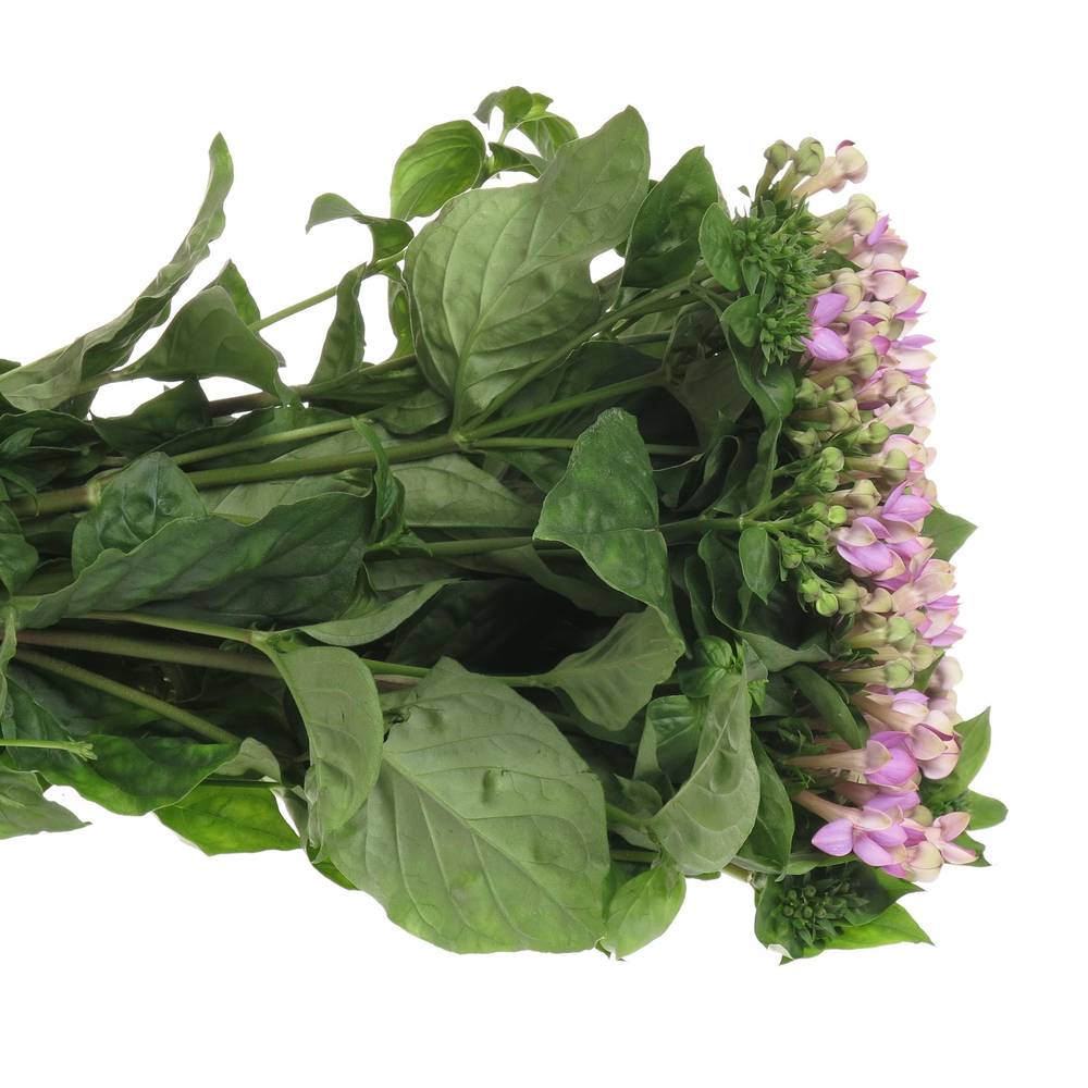 Bouvardie milka Royal Naomi 70cm