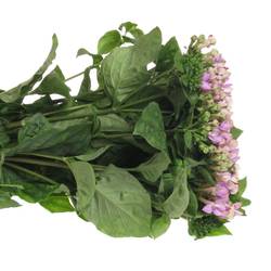 Bouvardie milka Royal Naomi 70cm