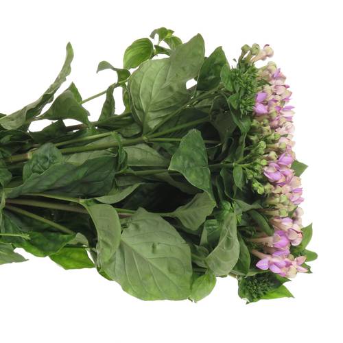Bouvardie milka Royal Naomi 70cm