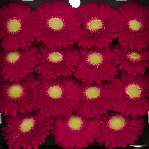 Gerbera lila Ambassador