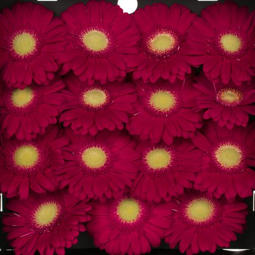 Gerbera lila Ambassador