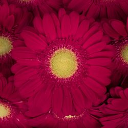 Gerbera lila Ambassador