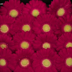 Gerbera lila Ambassador