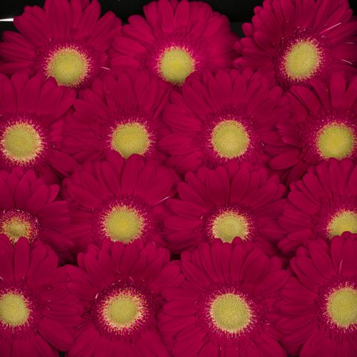 Gerbera lila Ambassador