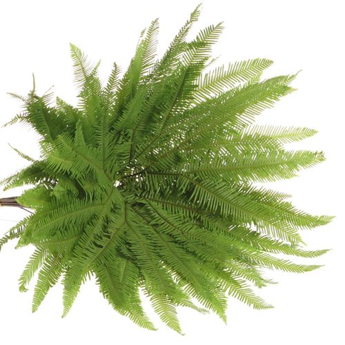 Umbrella grün Koraal 60cm (10stiele)