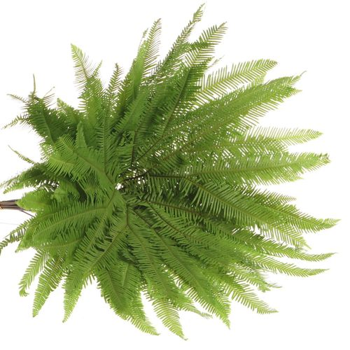 Umbrella grün Koraal 60cm (10stiele)
