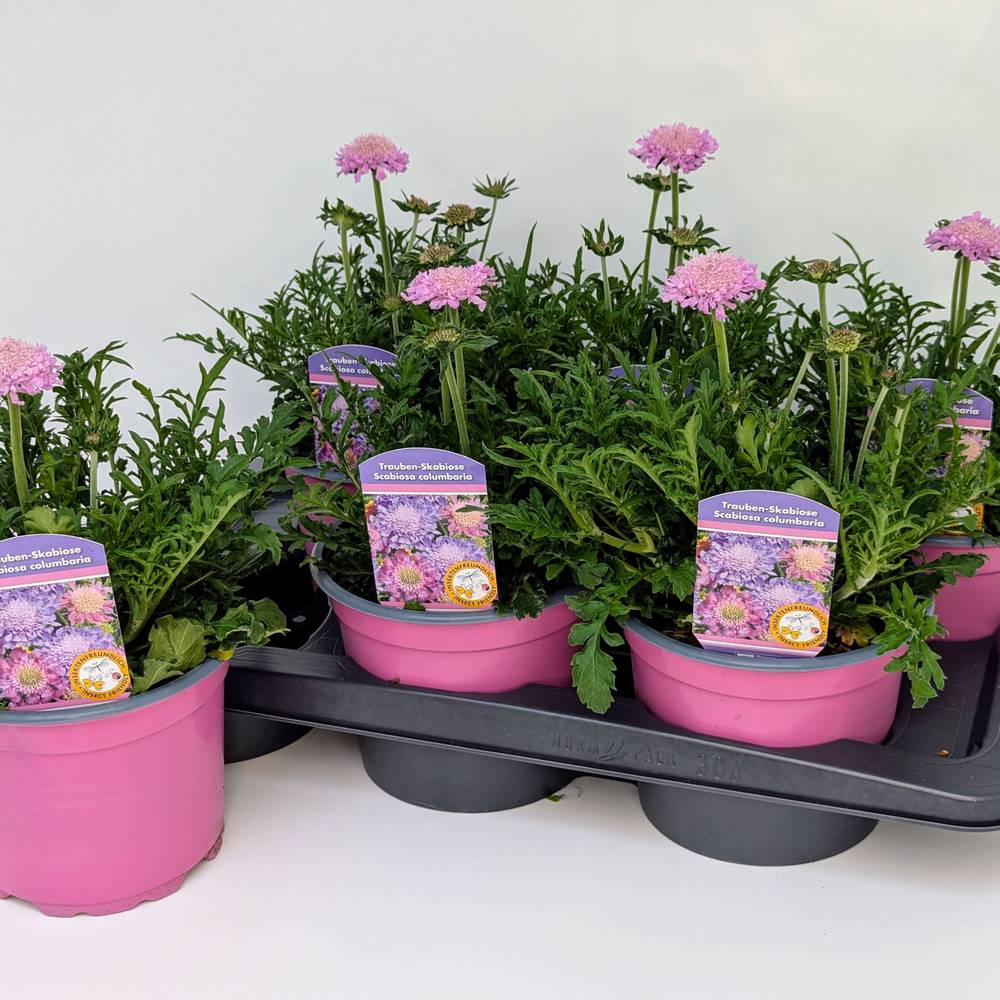Scabiosa rosa Kudos T17 H045