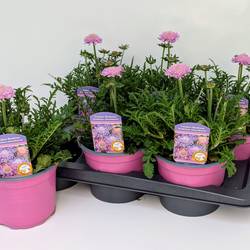 Scabiosa rosa Kudos T17 H045