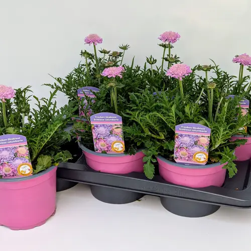Scabiosa rosa Kudos T17 H045