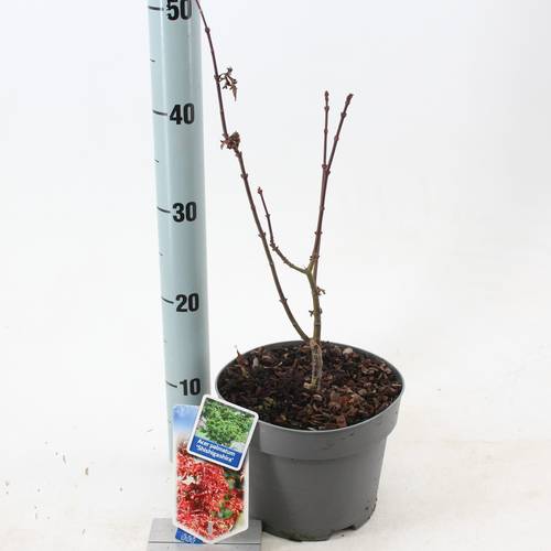Acer Pal. Shishigashira T19 H25