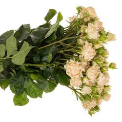 Rose verzweigt creme Joyful 4+Blüte 50cm