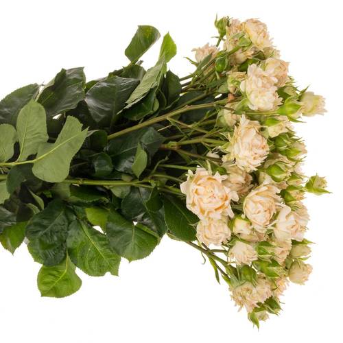 Rose verzweigt creme Joyful 4+Blüte 50cm