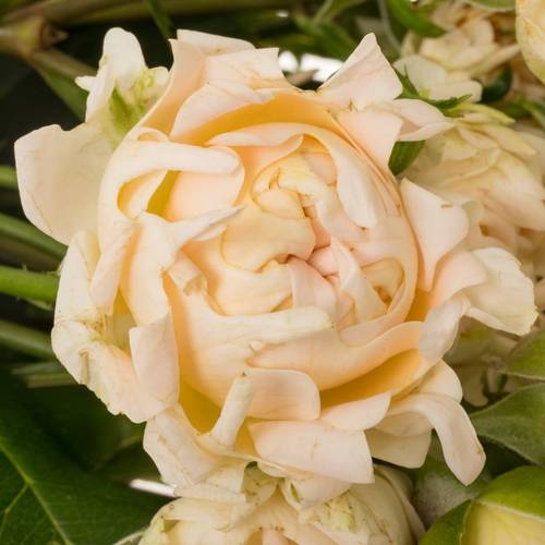 Rose verzweigt creme Joyful 4+Blüte 50cm