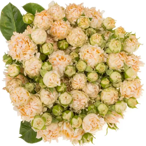 Rose verzweigt creme Joyful 4+Blüte 50cm