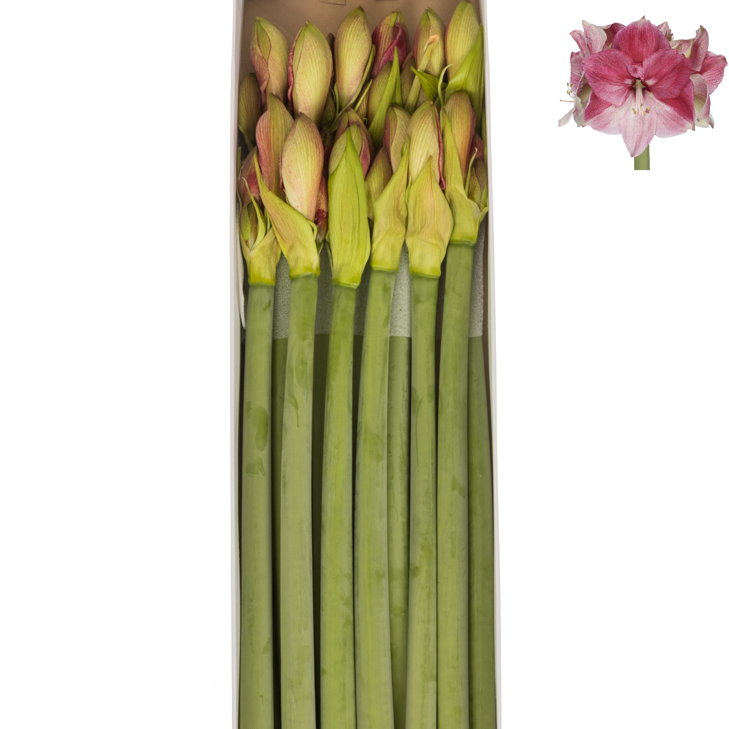 Amaryllis Krt.fuchsia-rosa Lovely Barbera x 10