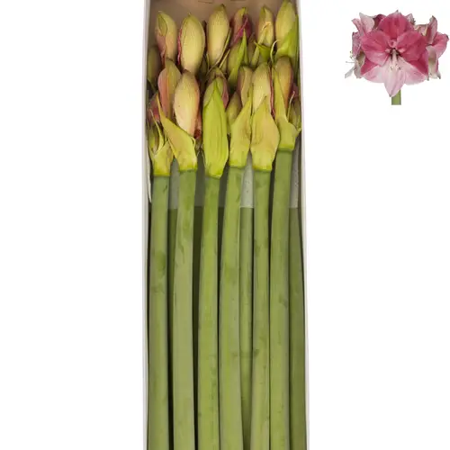 Amaryllis Krt.fuchsia-rosa Lovely Barbera x 10