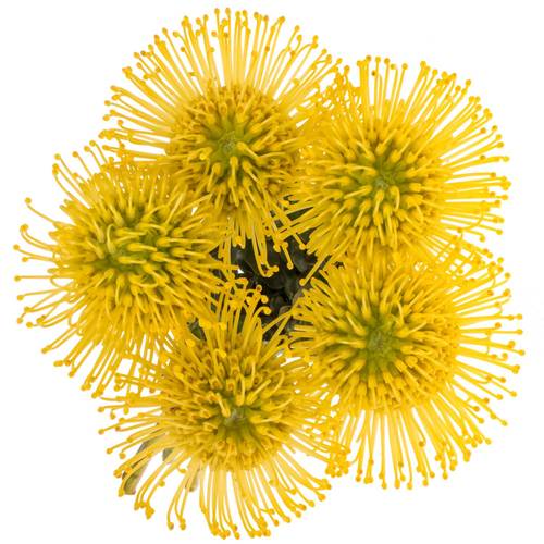 Nutans gelb Ayoba 60cm
