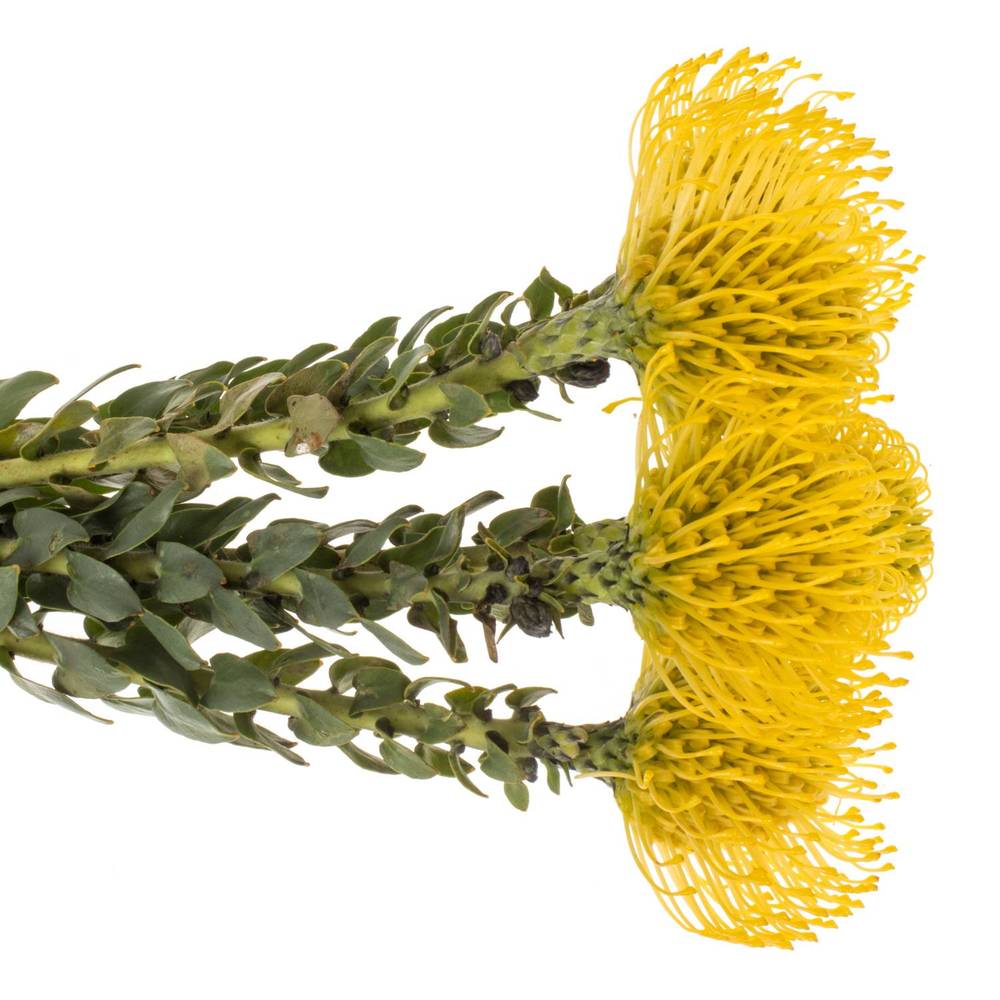 Nutans gelb Ayoba 60cm