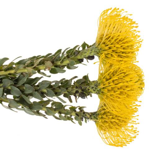 Nutans gelb Ayoba 60cm