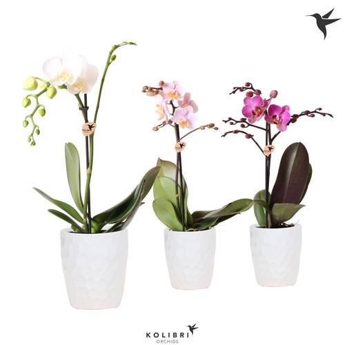Phal.1-R mix im Honey Topf T09 H040
