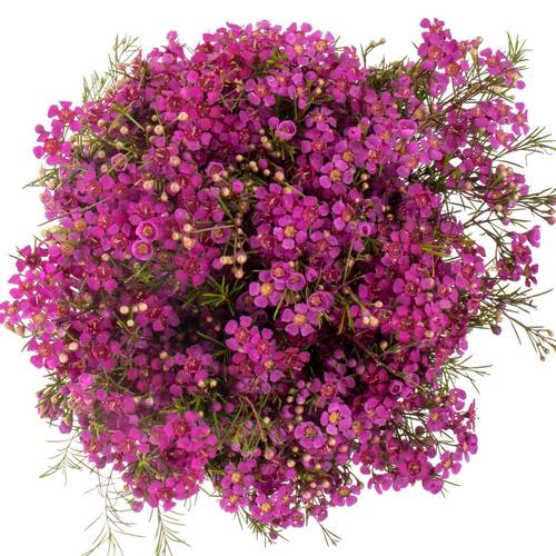 Wachsflower fuchsia Purple Rain 45 Gramm 70cm