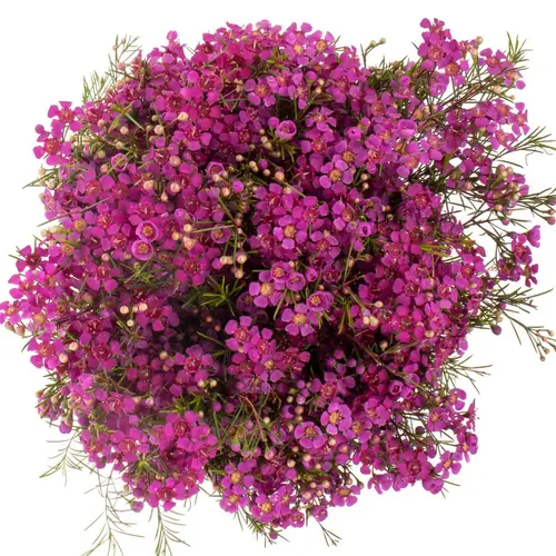 Wachsflower fuchsia Purple Rain 45 Gramm 70cm