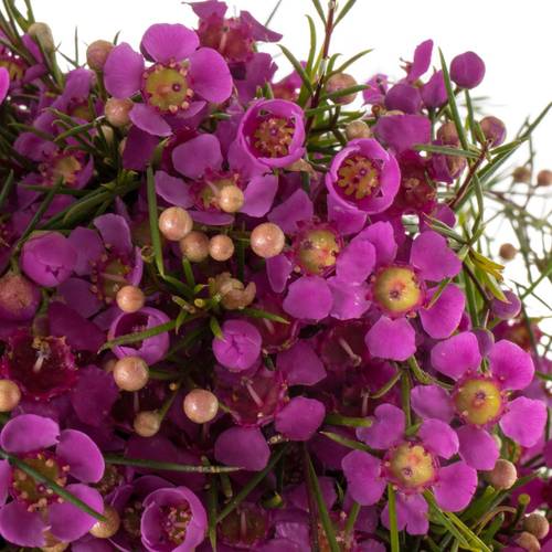 Wachsflower fuchsia Purple Rain 45 Gramm 70cm