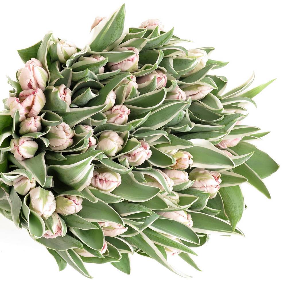 Tulpe rosa weiss Elzenburg 38 Gramm