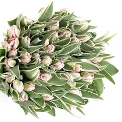 Tulpe rosa weiss Elzenburg 38 Gramm