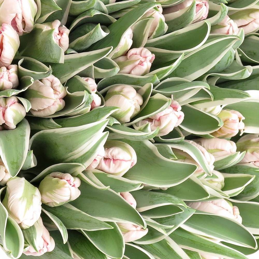 Tulpe rosa weiss Elzenburg 38 Gramm