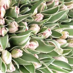 Tulpe rosa weiss Elzenburg 38 Gramm