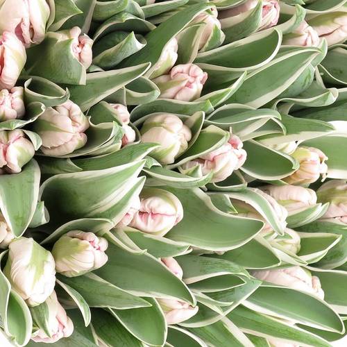 Tulpe rosa weiss Elzenburg 38 Gramm