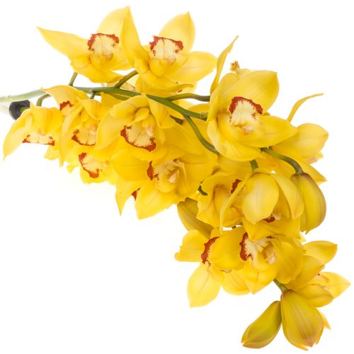 Cymbidium gelb Sungold 80cm 13+Blüte