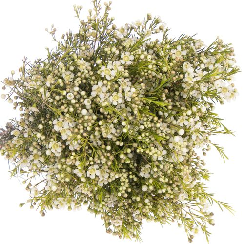 Wachsflower weiss Ofir 100 Gramm 80cm