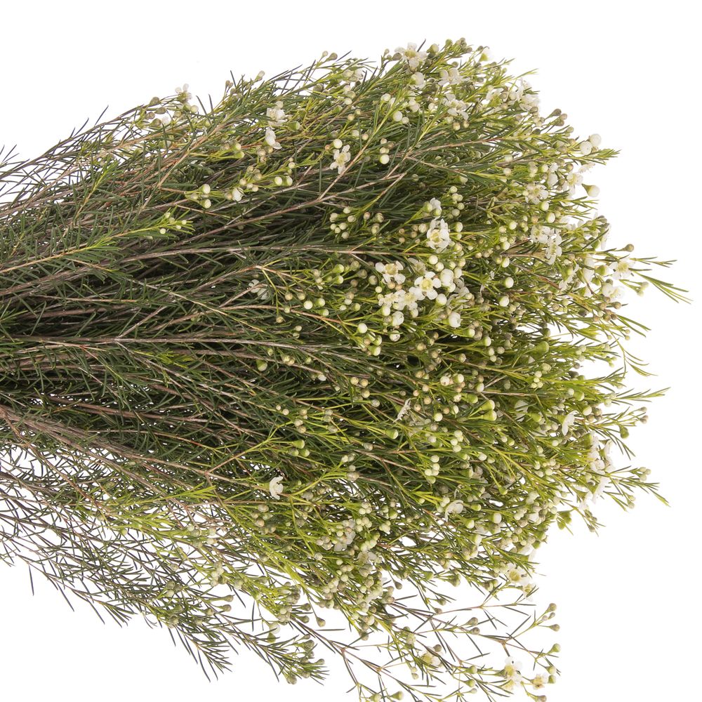Wachsflower weiss Ofir 100 Gramm 80cm