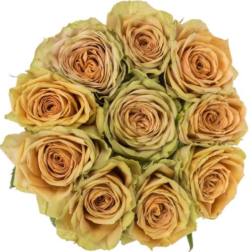 Rose apricot Teddy's gefüllt 50cm