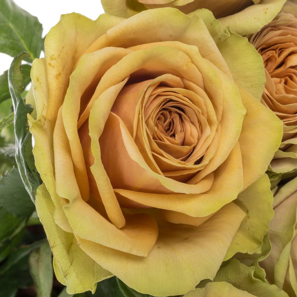 Rose apricot Teddy's gefüllt 50cm