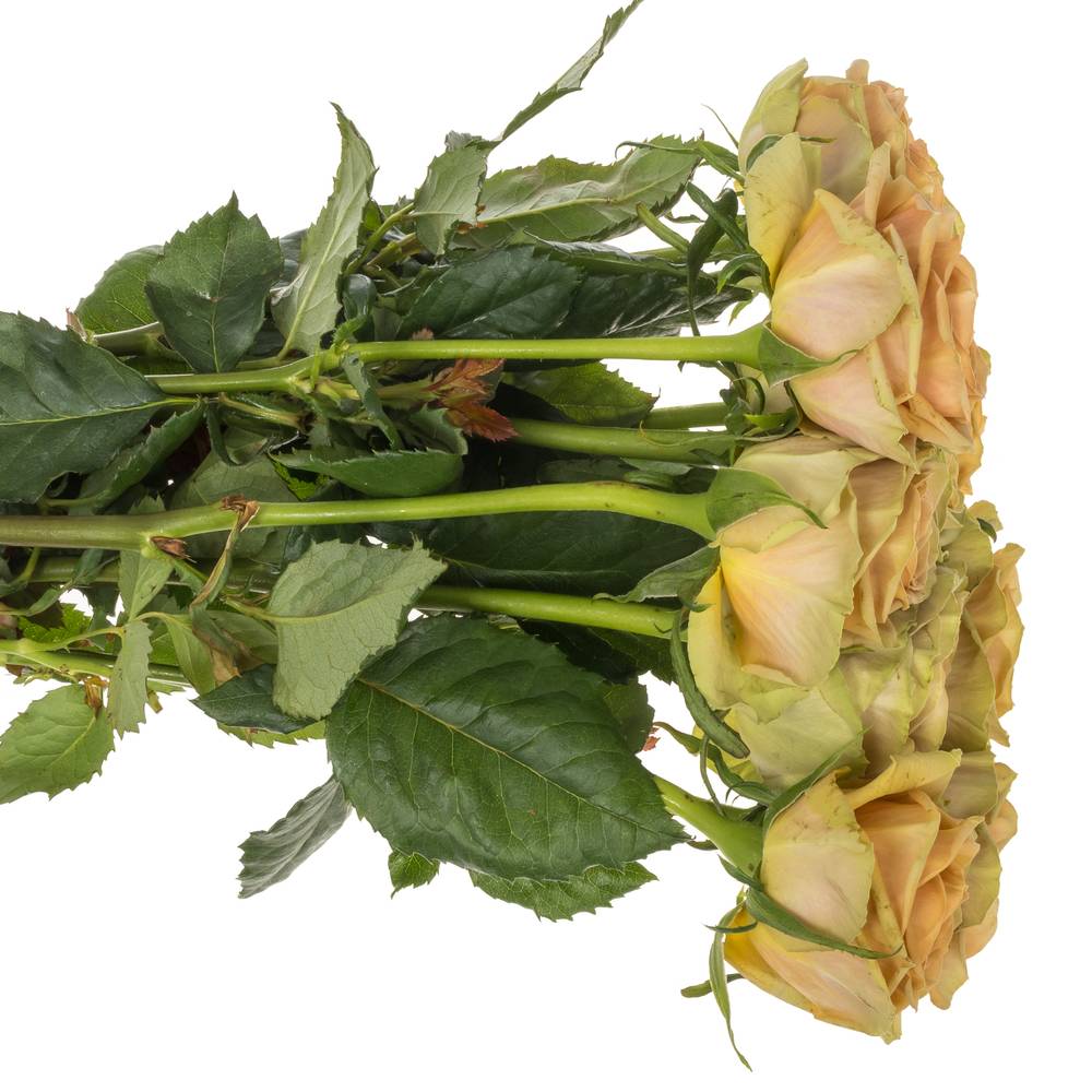 Rose apricot Teddy's gefüllt 50cm