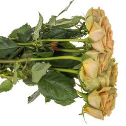 Rose apricot Teddy's gefüllt 50cm