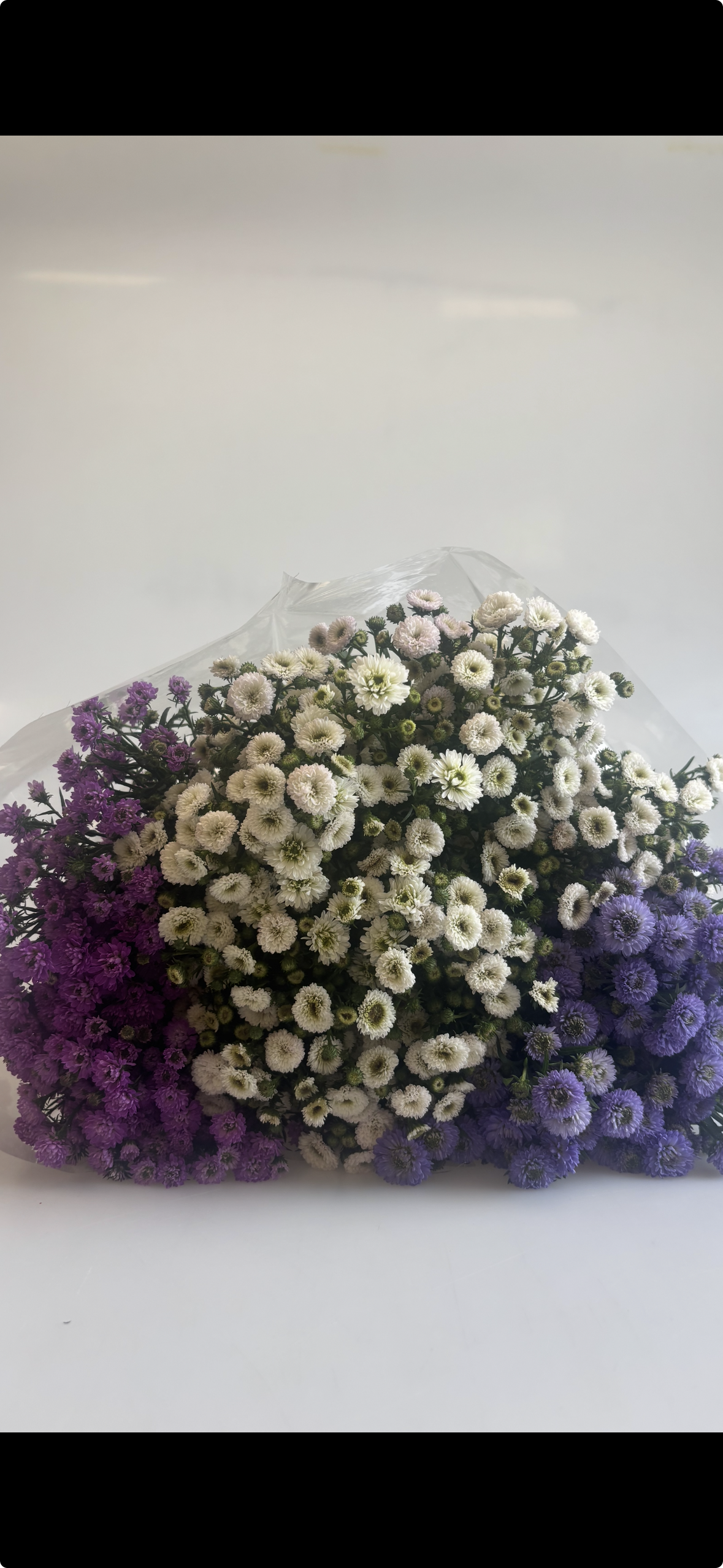 Aster mix 3 farben pro paket (75stiele)