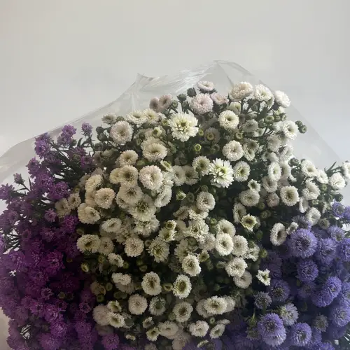 Aster mix 3 farben pro paket (75stiele)