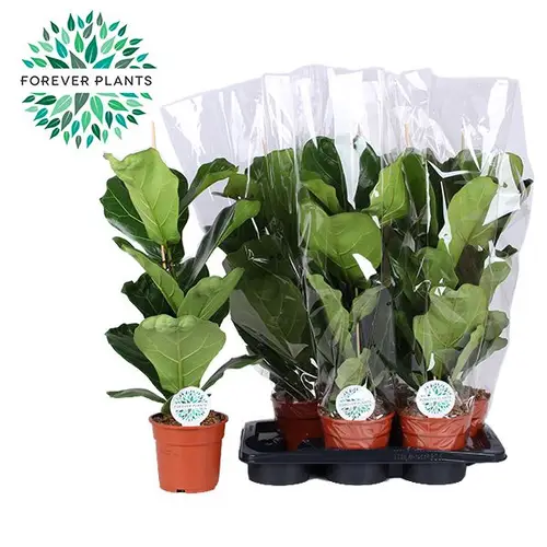 Ficus Lyrata T17 H060