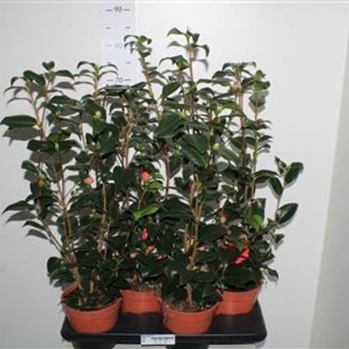 Camelia Japonica Schnapchen T17 H055